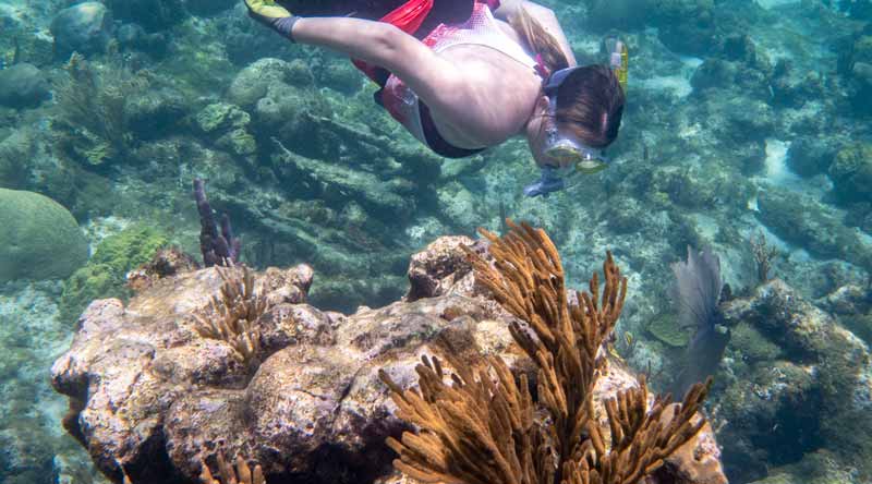 Study Abroad Student Snorkeling in the Coral Reefs of Abaco Bahamas